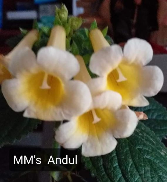  - ACHIMENES