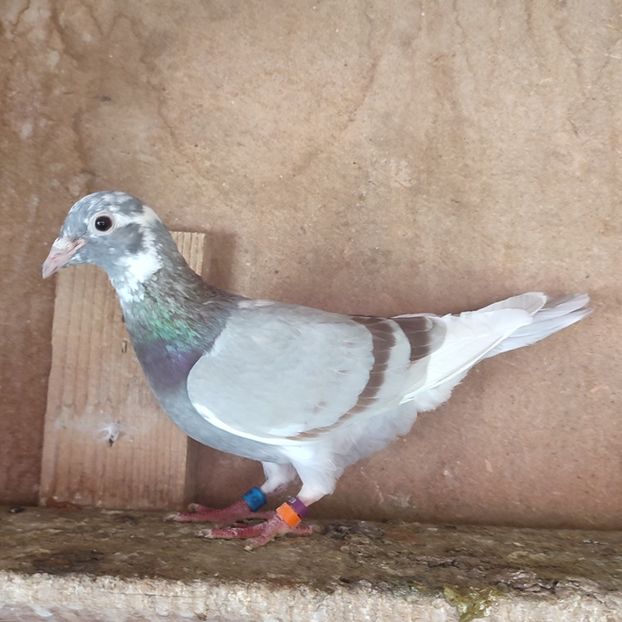 Femela 21-007 - Porumbei vanduti