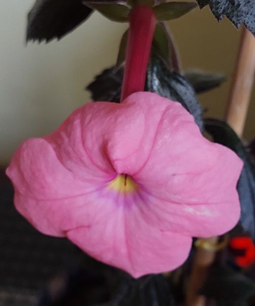  - BRID-S CARA