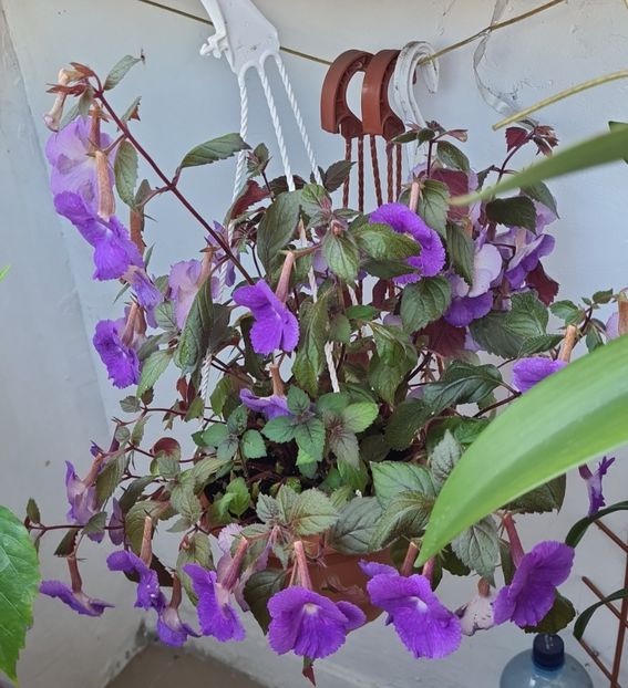 IMG-20240706-WA0000 - Achimenes