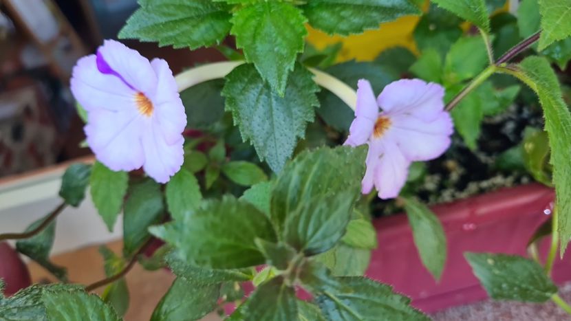 IMG-20240706-WA0010 - Achimenes