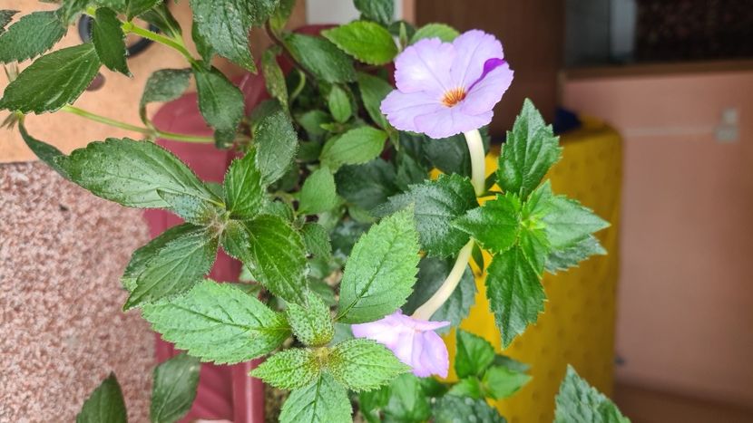 IMG-20240703-WA0026 - Achimenes