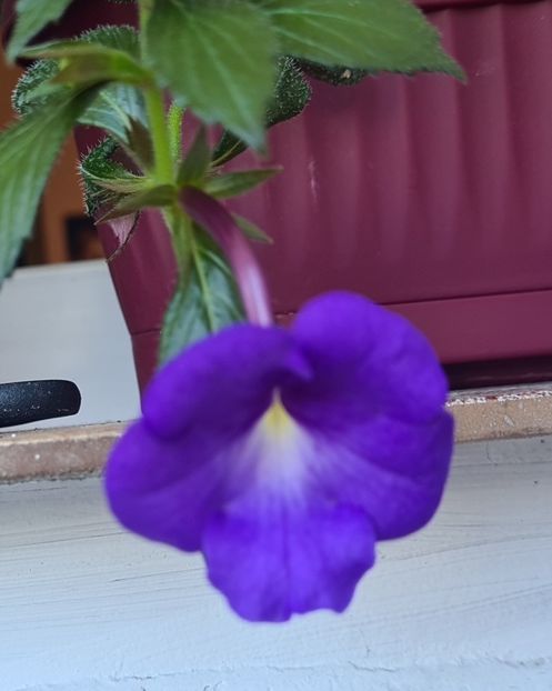 IMG-20240706-WA0012 - Achimenes