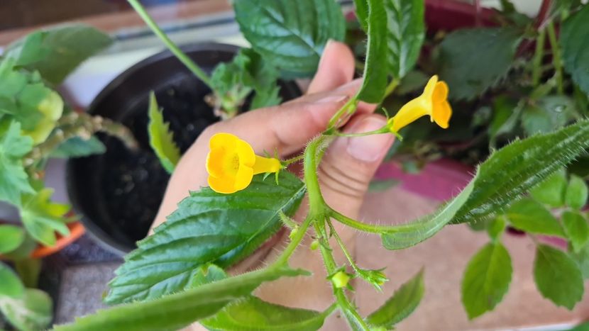 IMG-20240706-WA0023 - Achimenes