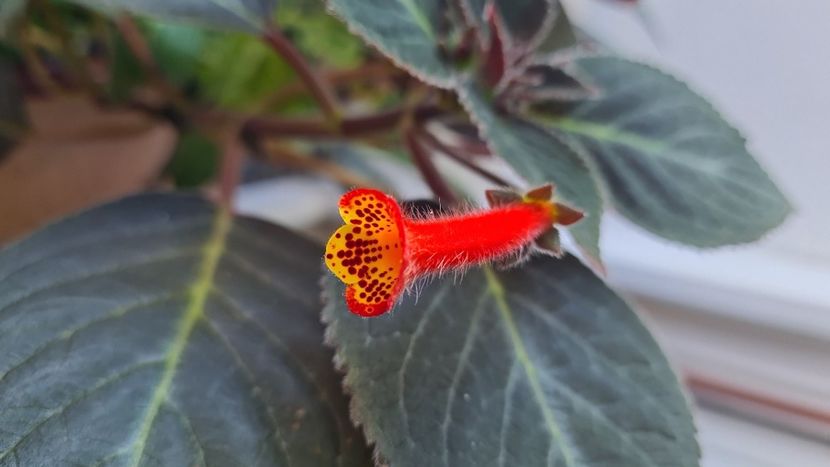 IMG-20240706-WA0015 - Kohleria