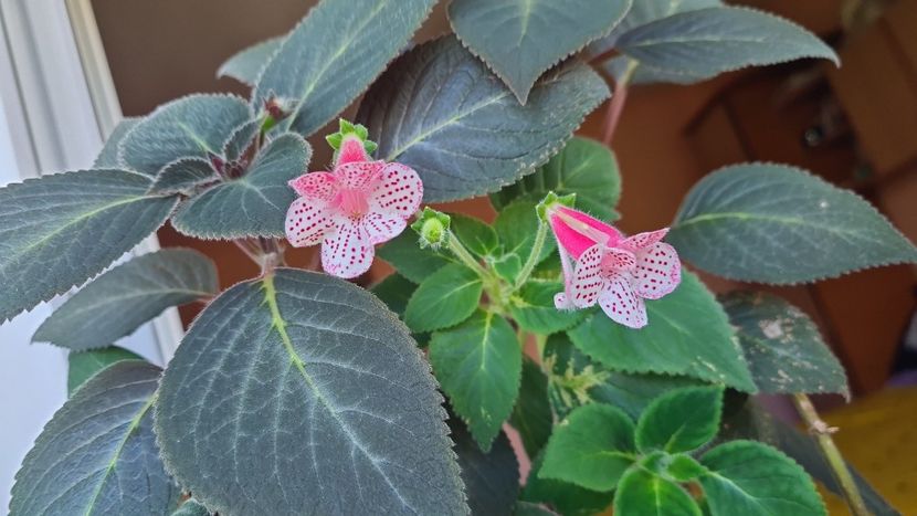 IMG-20240706-WA0008 - Kohleria