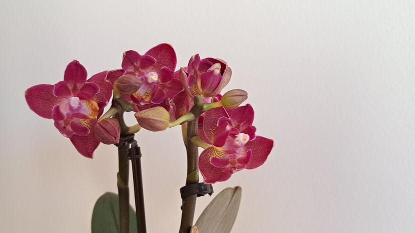  - Mini phalaenopsis