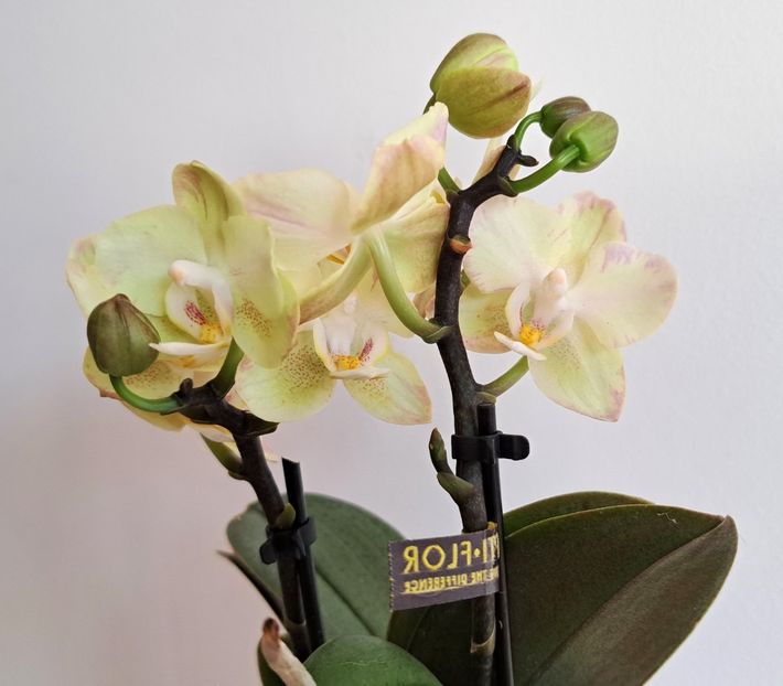  - Mini phalaenopsis