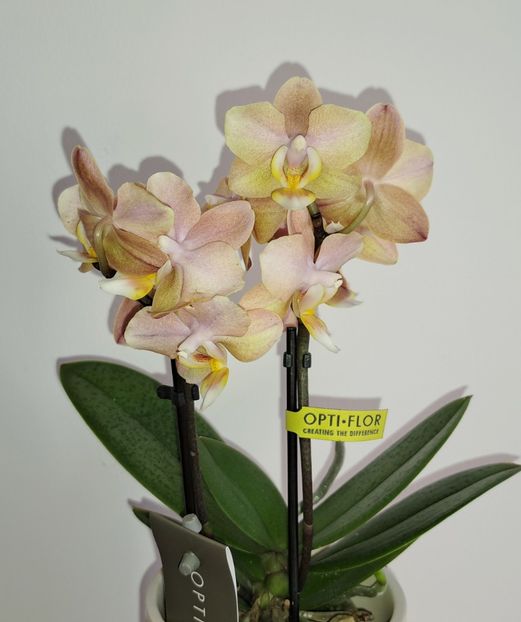  - Mini phalaenopsis