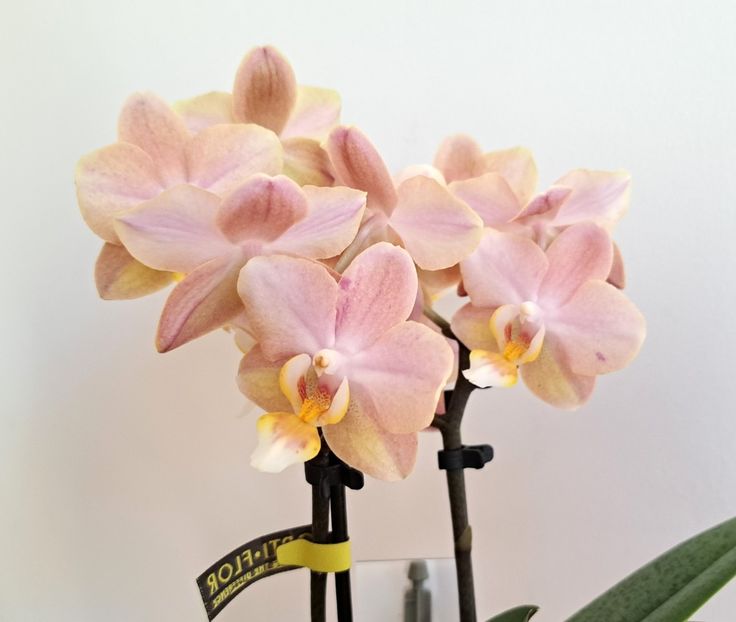 - Mini phalaenopsis