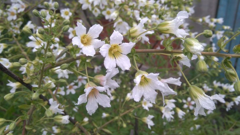 xanthoceras sorbifolium - arbori ornamentali 2024