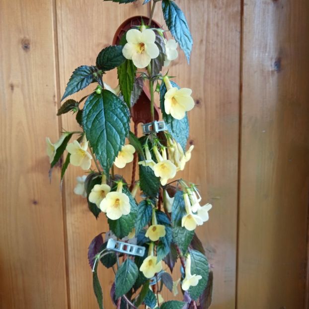  - Yellow Beauty