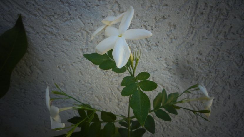 Jasmin officinale - 2024