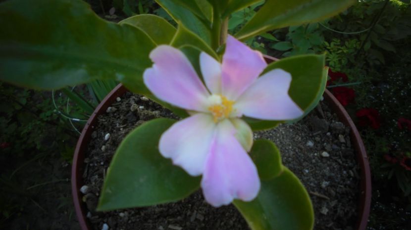 Pereskia grandifolia - 2024