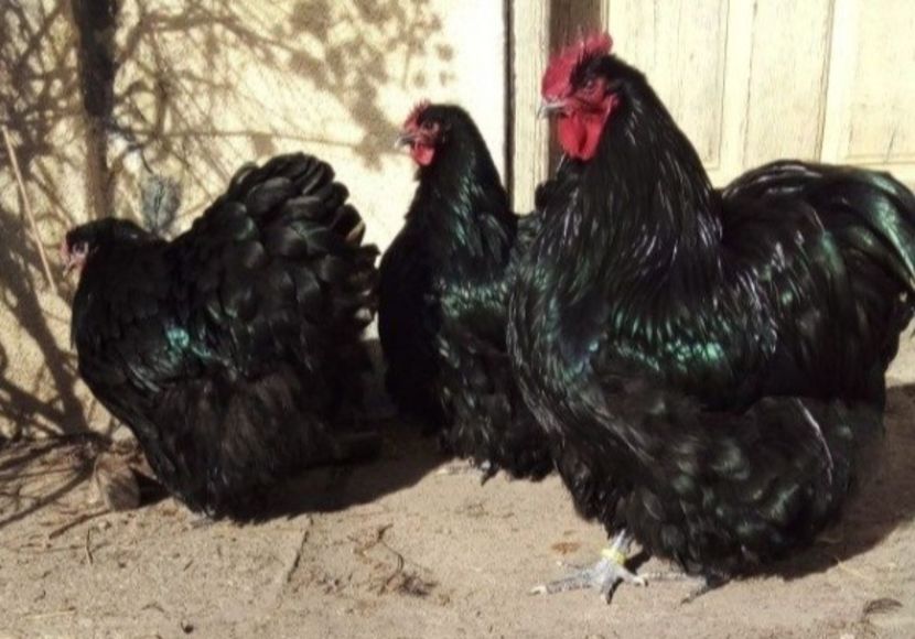 Screenshot_20240707-160934_OLXro - Gaini sussex