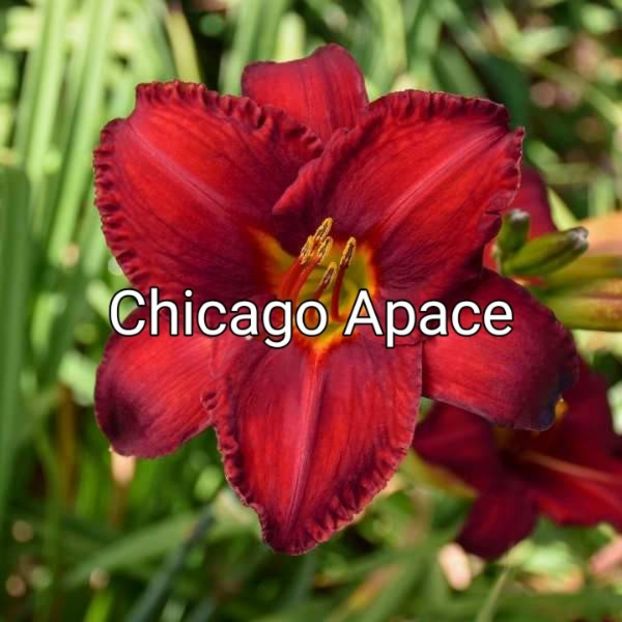  - 0001 HEMEROCALLIS - DELPHINUM