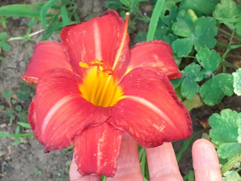  - 0001 HEMEROCALLIS - DELPHINUM