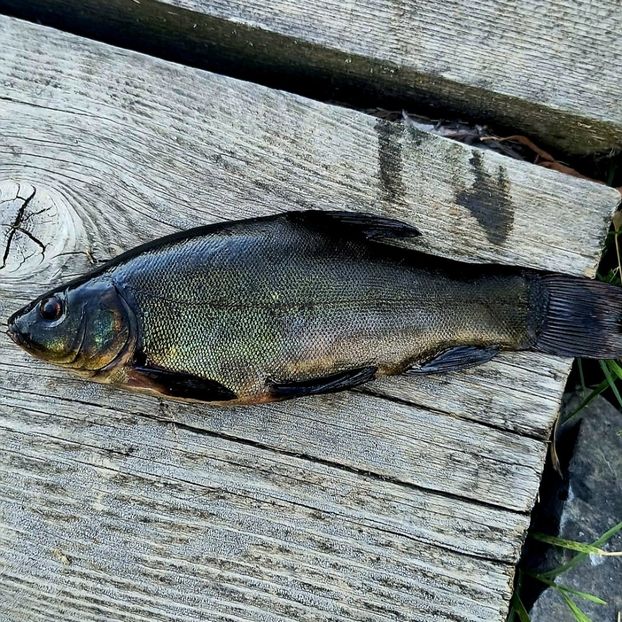 lin delta 2024 - BALTI