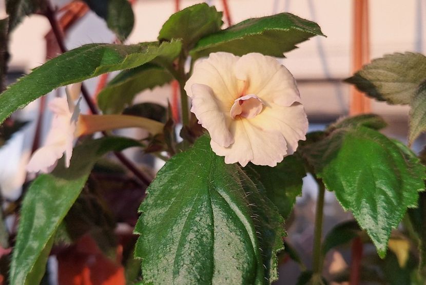 29. Blueberry Lemon - 15 Achimenes 2024