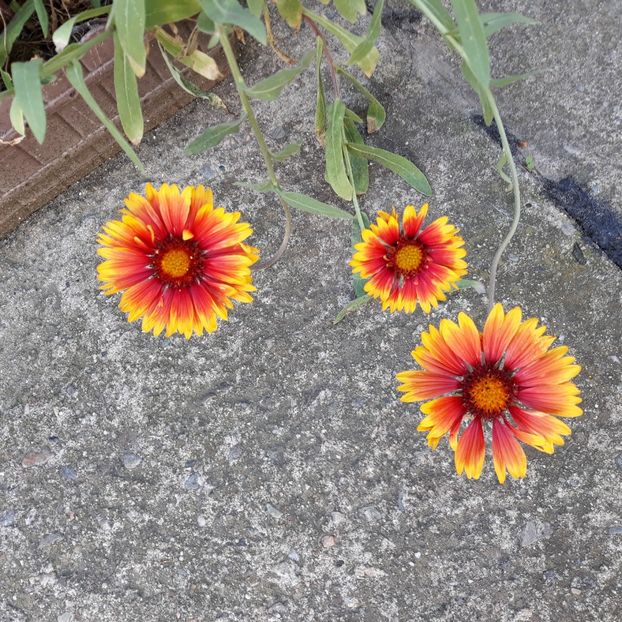 Gaillardia - DE PRIN CURTE