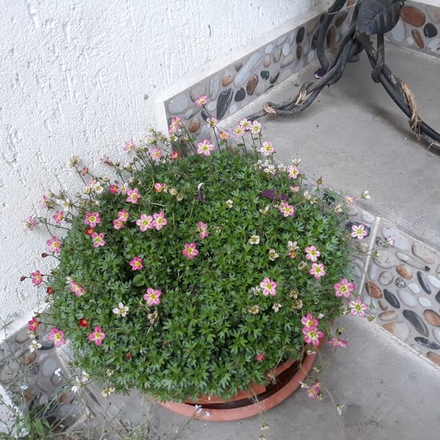 Saxifraga ,Ochi de soricel - DE PRIN CURTE