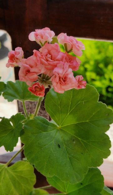 Grainger s Antique Rose - Muscate 2024