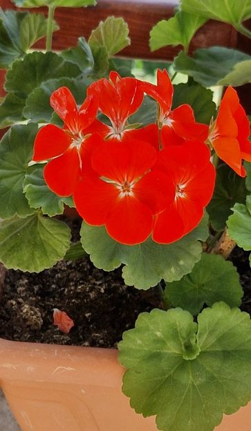 Rosu din jardiniera - Muscate 2024