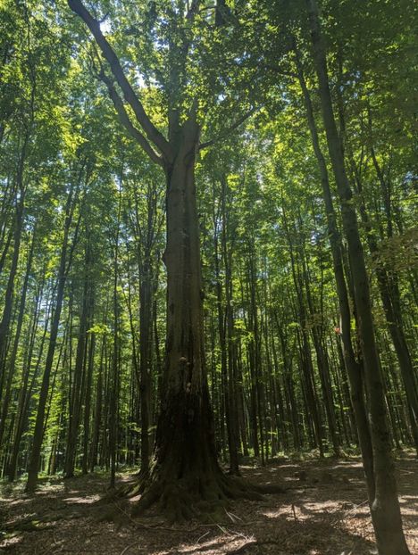  - Universul si Natura
