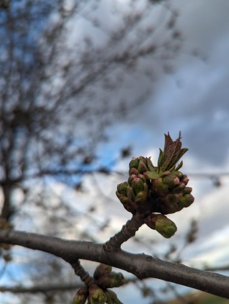  - Universul Natura si lumea sufletului meu