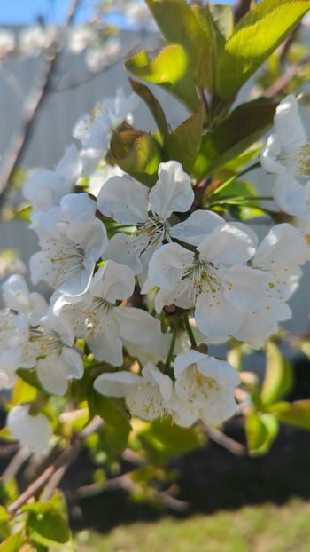  - Universul Natura si lumea sufletului meu