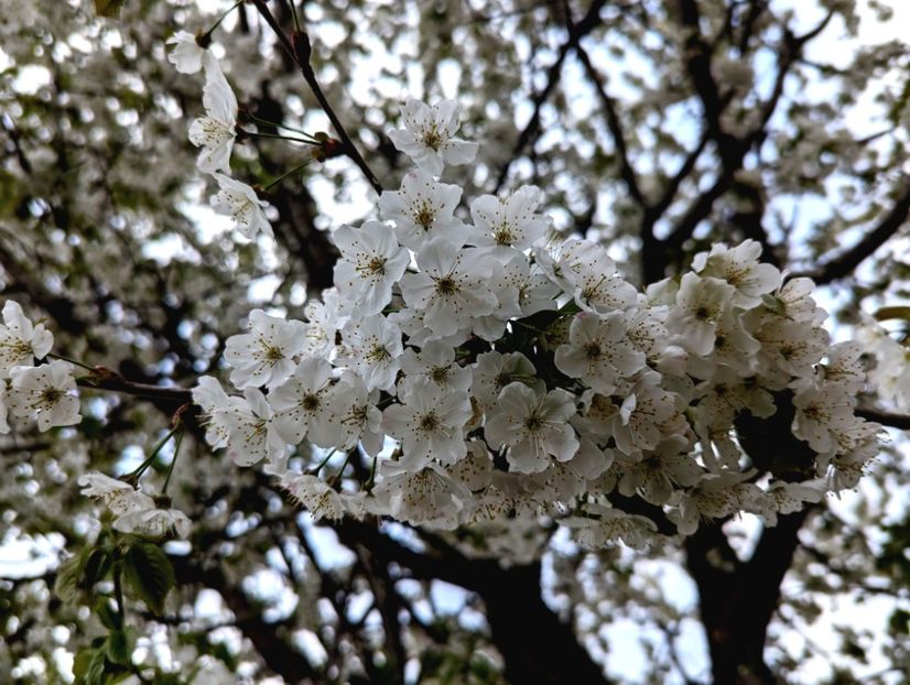  - Universul Natura si lumea sufletului meu