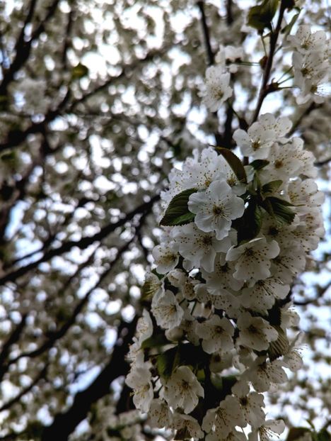  - Universul Natura si lumea sufletului meu