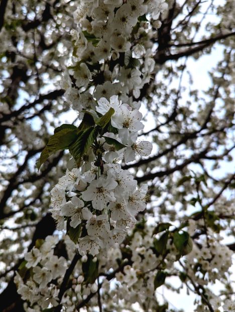  - Universul Natura si lumea sufletului meu
