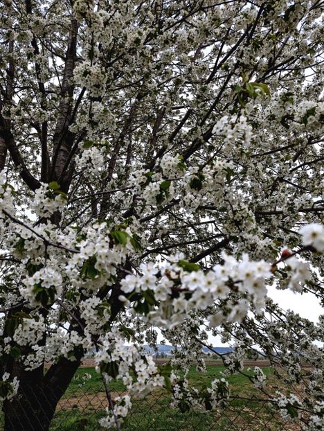 - Universul Natura si lumea sufletului meu