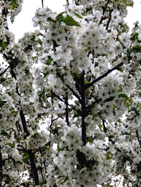  - Universul Natura si lumea sufletului meu