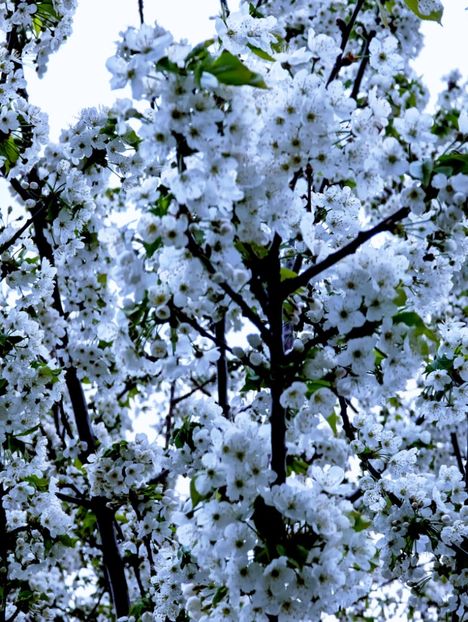  - Universul Natura si lumea sufletului meu