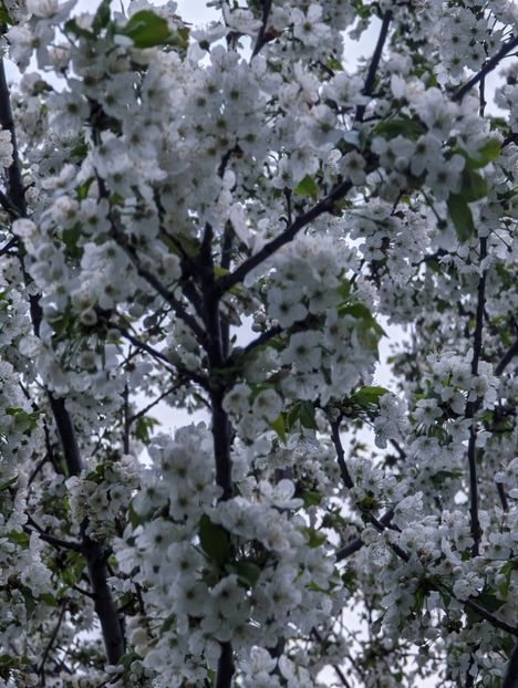  - Universul Natura si lumea sufletului meu