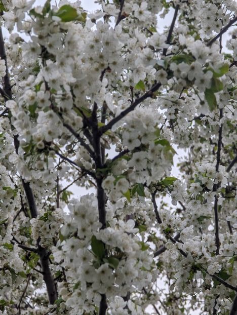  - Universul Natura si lumea sufletului meu