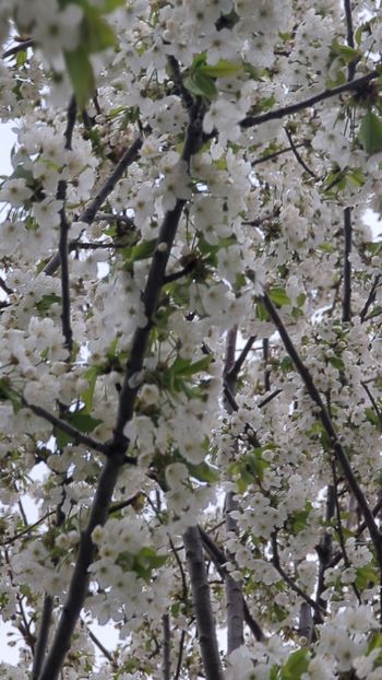  - Universul Natura si lumea sufletului meu