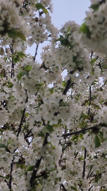  - Universul Natura si lumea sufletului meu