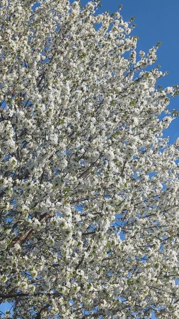  - Universul Natura si lumea sufletului meu