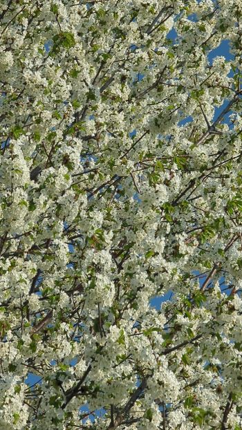  - Universul Natura si lumea sufletului meu