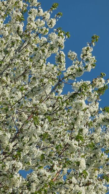  - Universul Natura si lumea sufletului meu