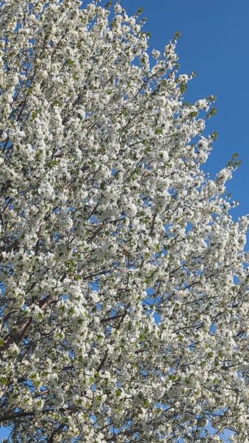  - Universul Natura si lumea sufletului meu