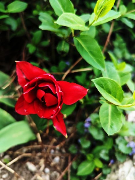  - Universul Natura si lumea sufletului meu