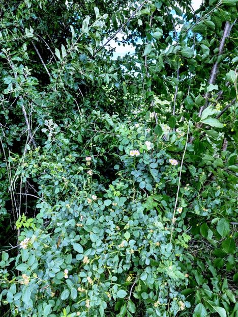  - Universul Natura si lumea sufletului meu