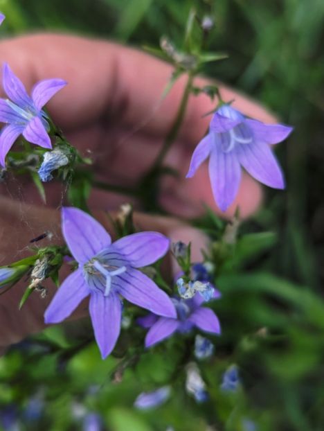  - Universul Natura si lumea sufletului meu