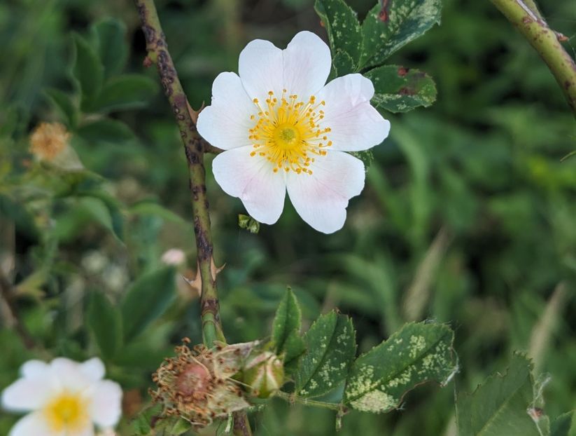  - Universul Natura si lumea sufletului meu