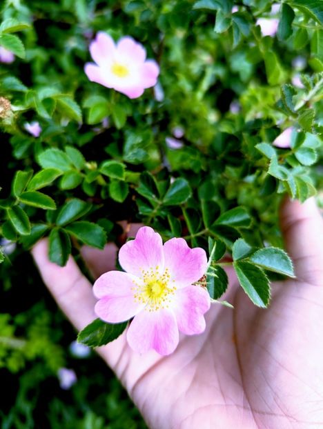  - Universul Natura si lumea sufletului meu