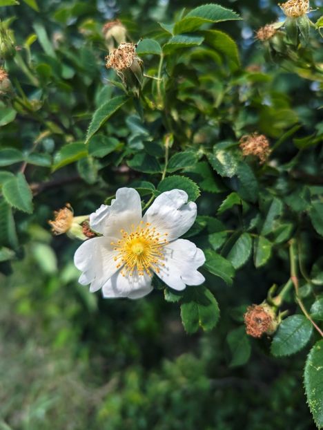  - Universul Natura si lumea sufletului meu